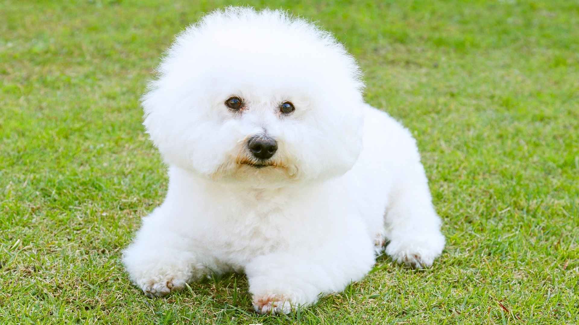 Medium Fluffy Dog Breeds 2025 02 03T145820.940