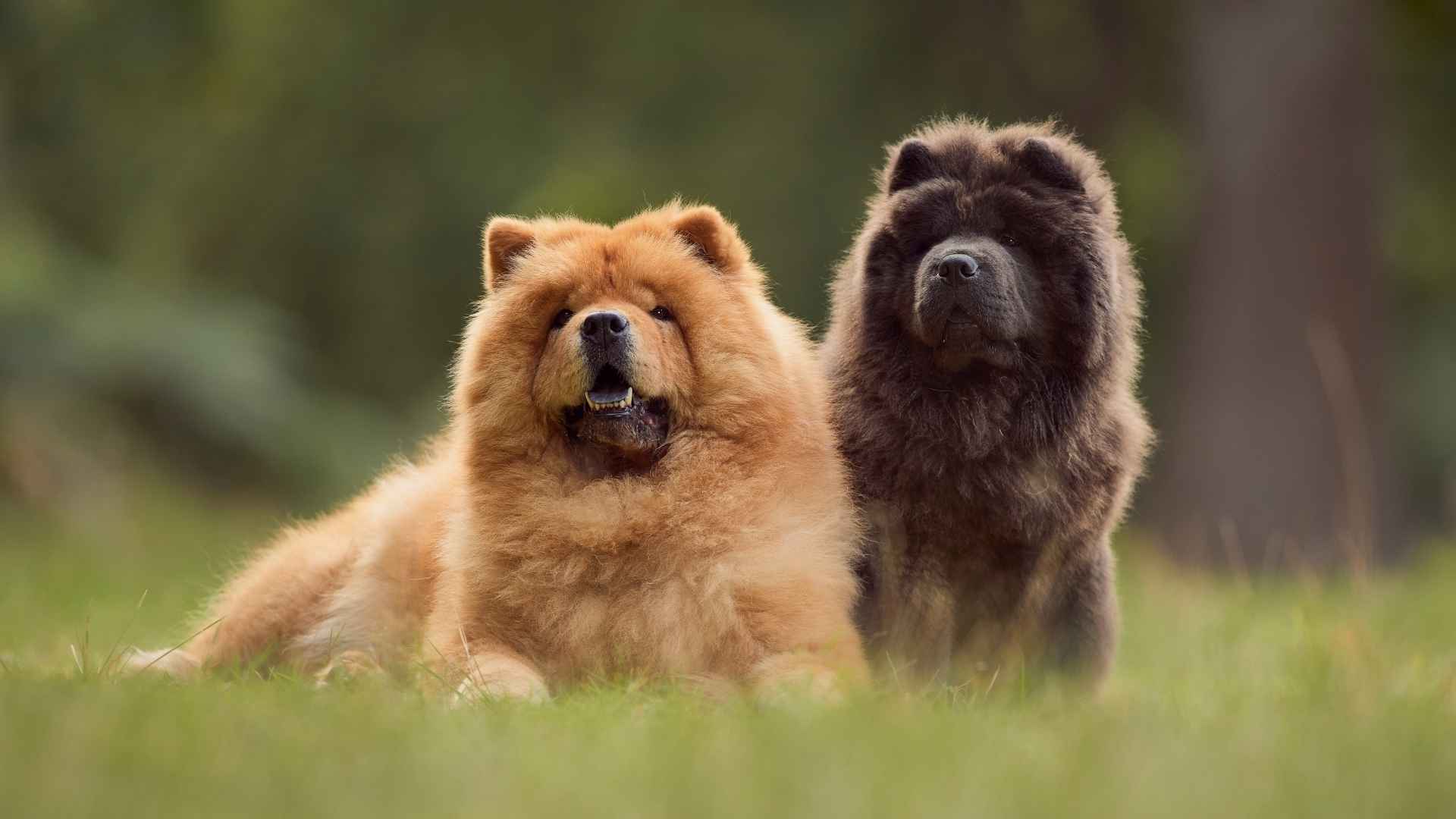 Medium Fluffy Dog Breeds