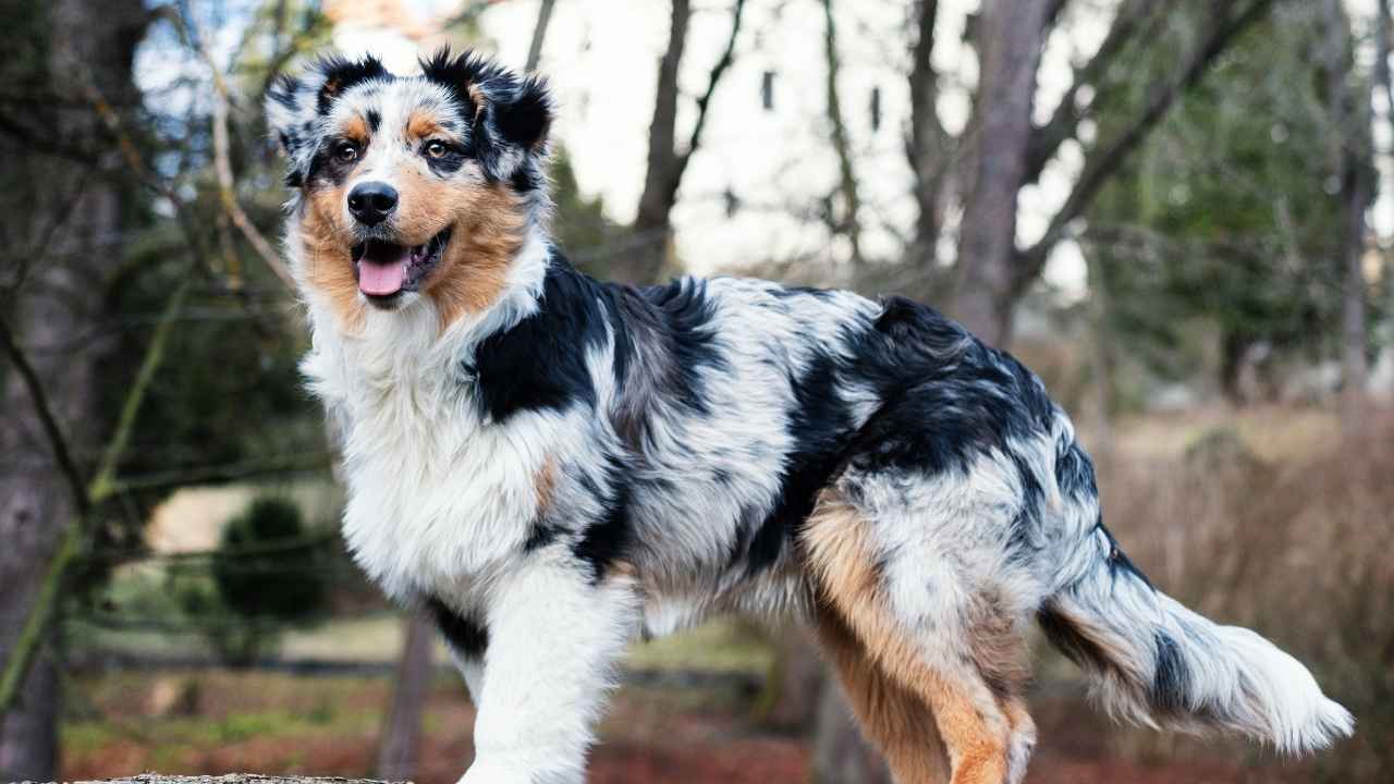 Miniature American Shepherd