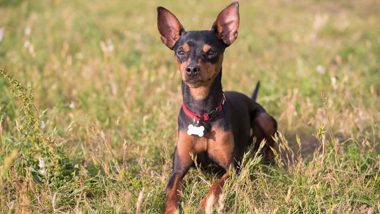 Miniature Pinscher