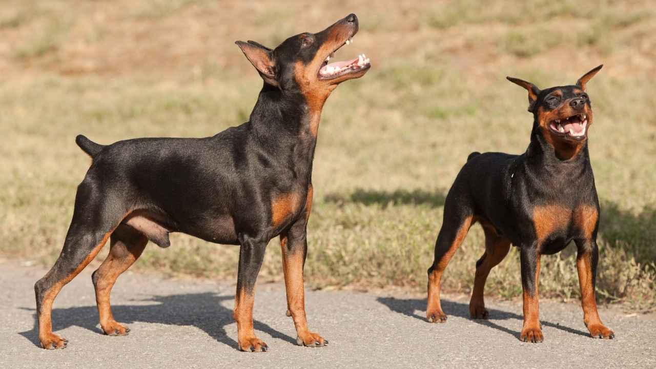 Miniature Pinscher