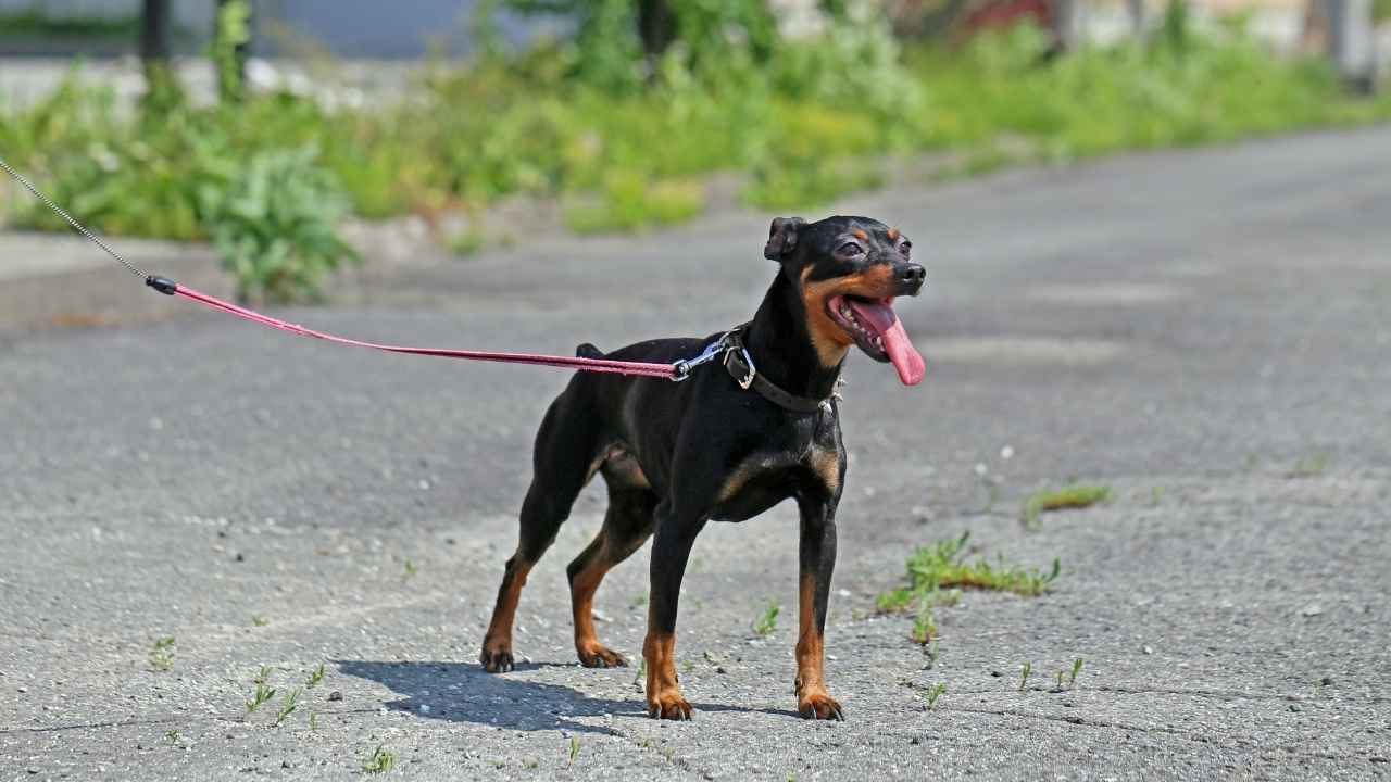 Miniature Pinscher