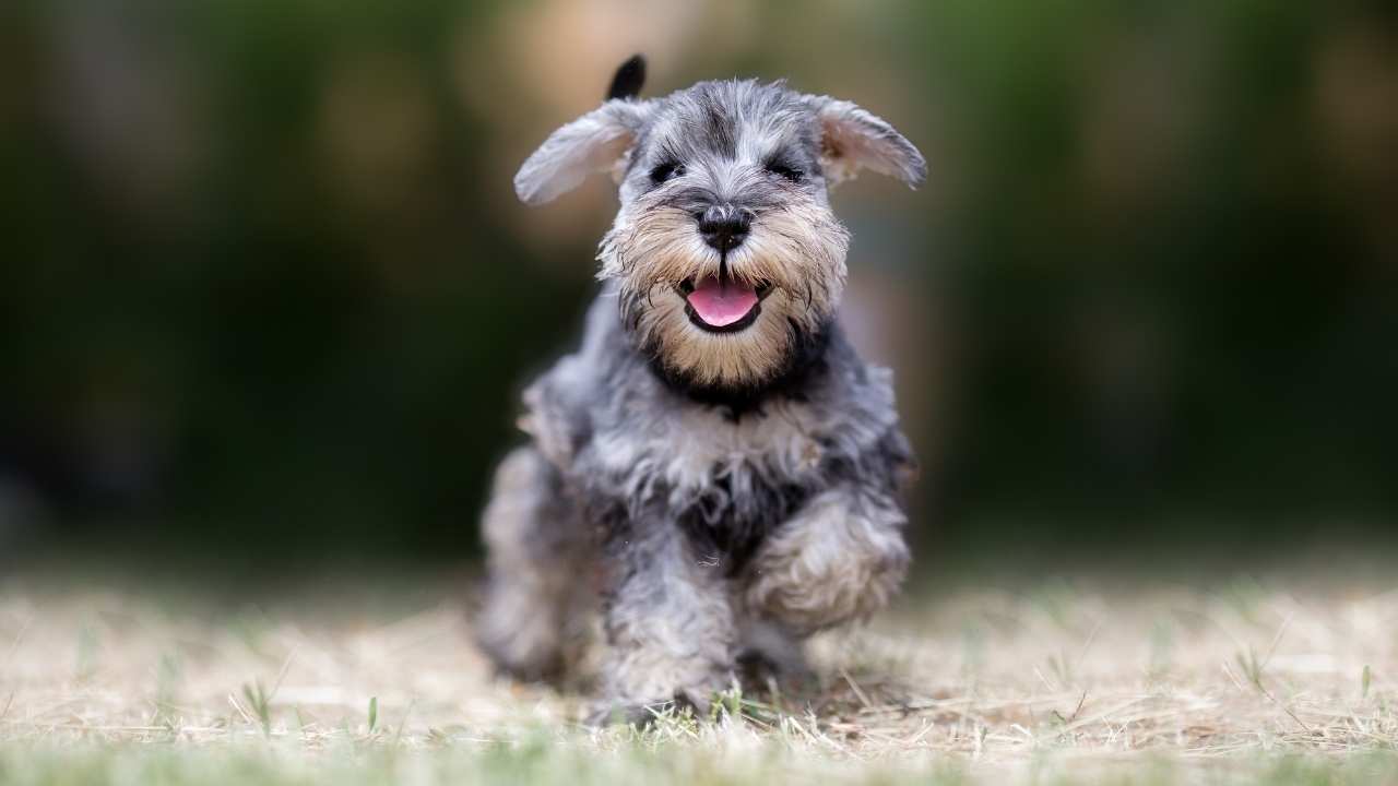 Miniature Schnauzer