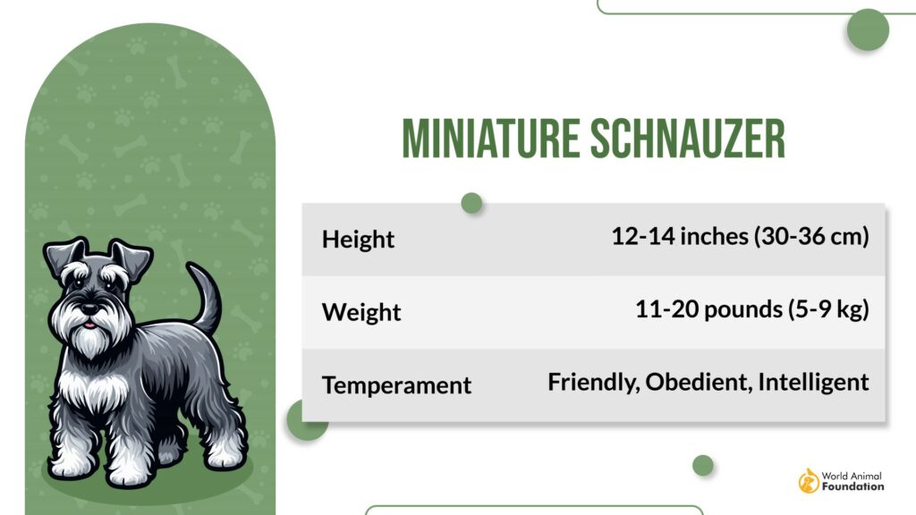 Miniature Schnauzer