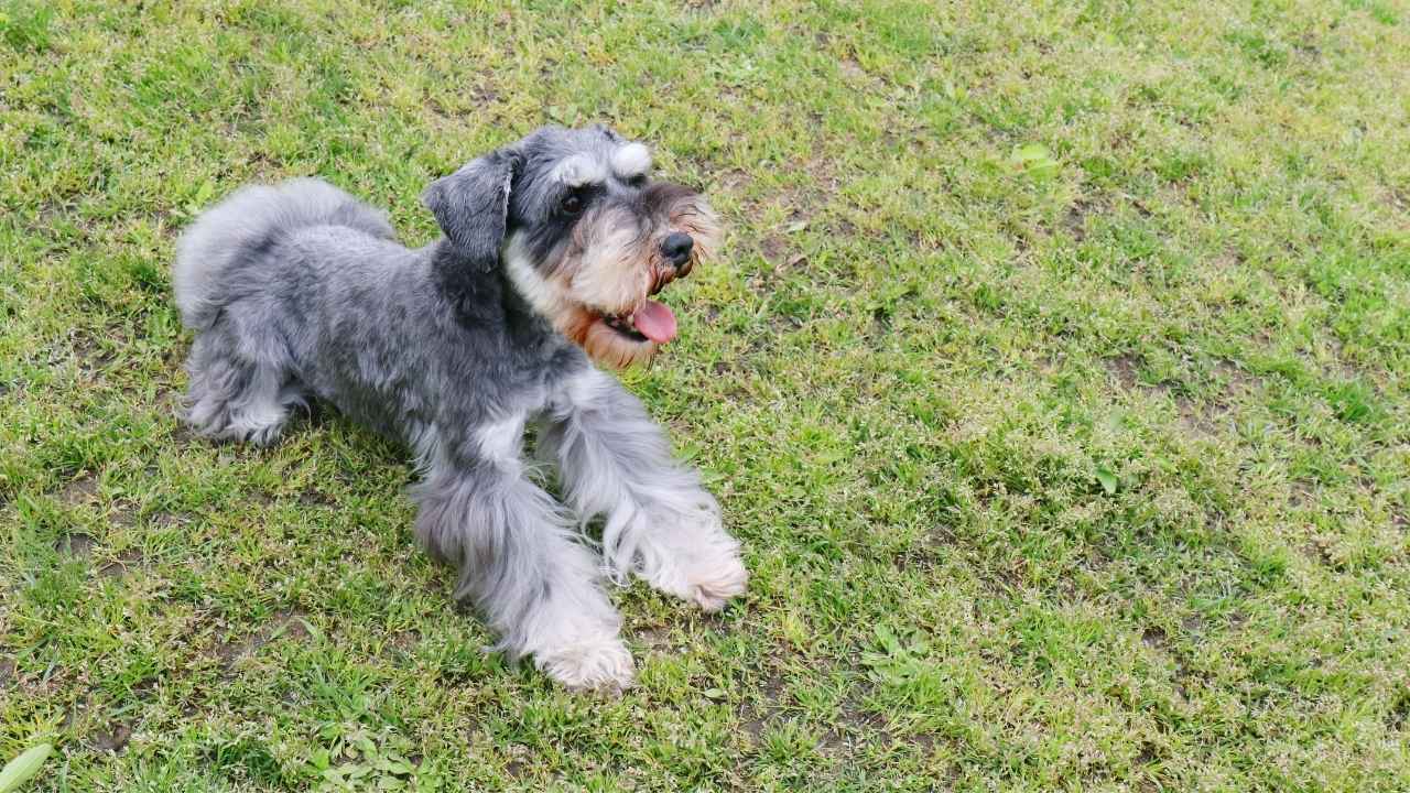 Miniature Schnauzer