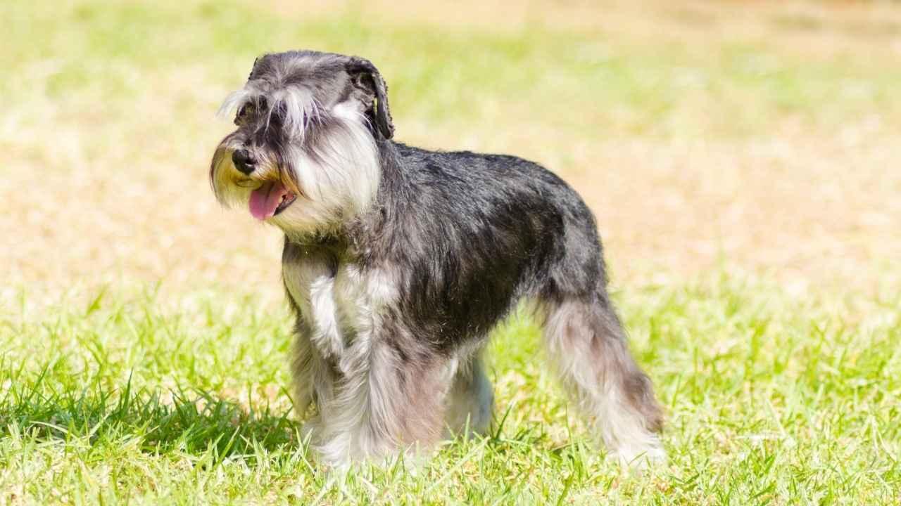 Miniature Schnauzer