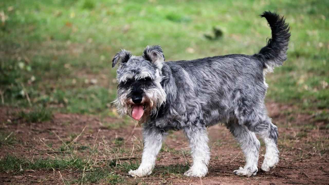 Miniature Schnauzer