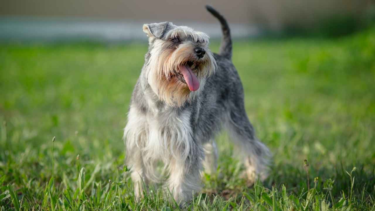 Miniature Schnauzer