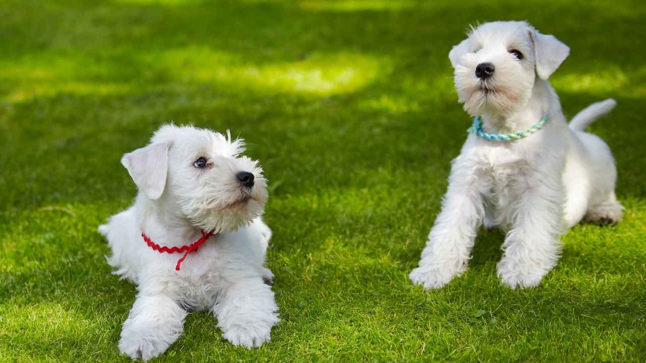 Miniature Schnauzer