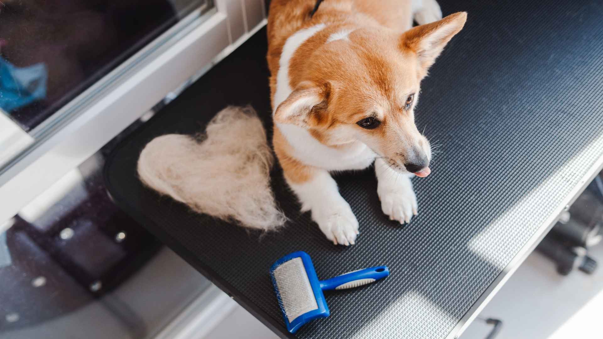 Minimal Shedding Dog Breeds for Easy Care and Clean Homes