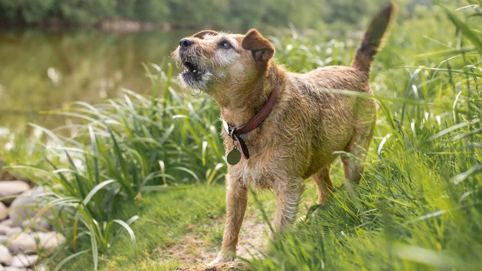 Most Talkative Dog Breeds with the Loudest Bark You Cant Ignore