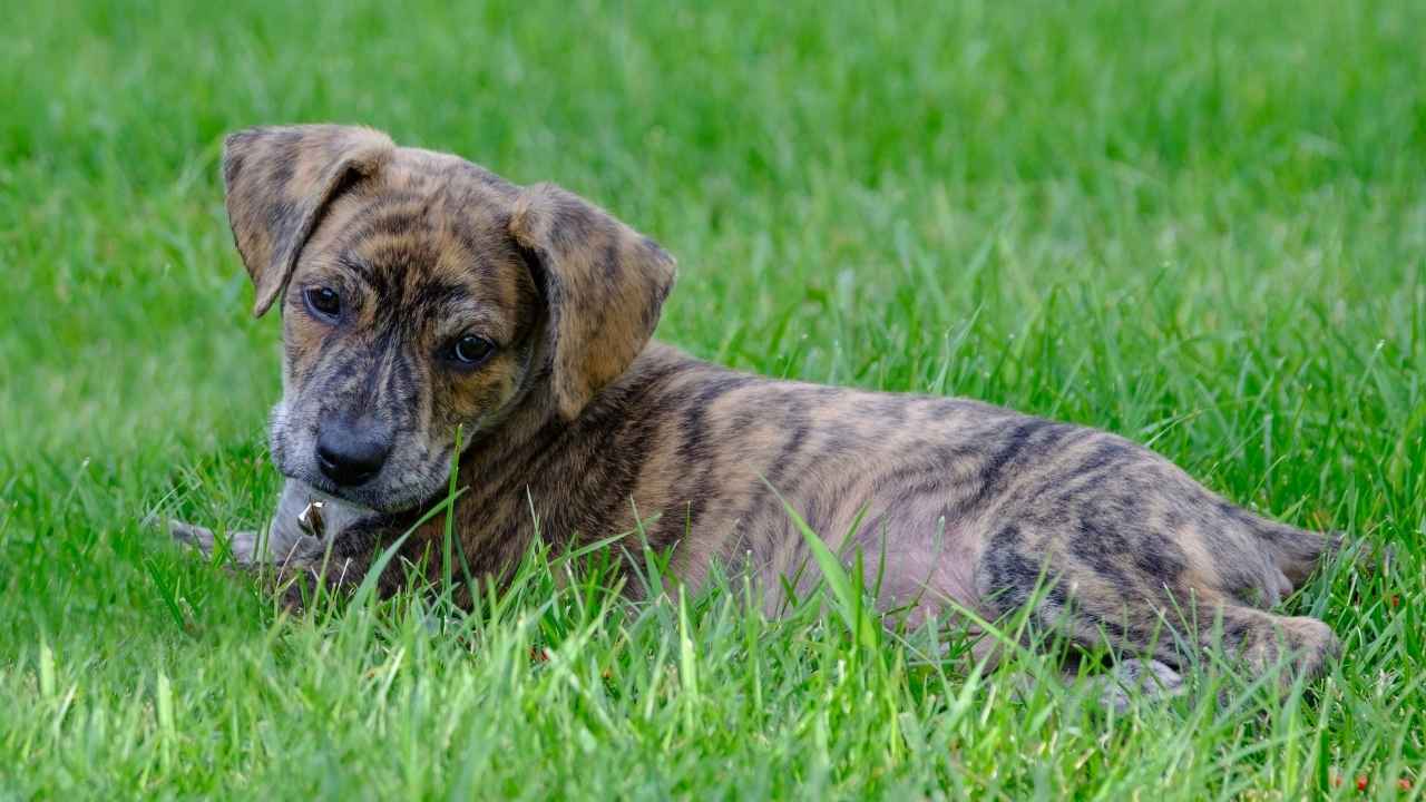 Mountain Cur