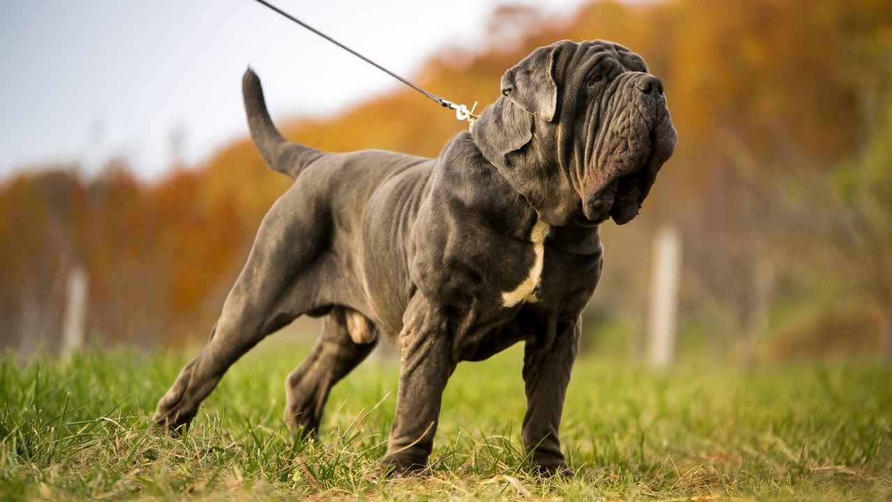 Neapolitan Mastiff