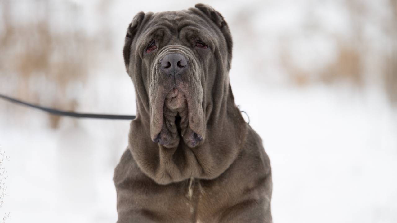 Neapolitan Mastiff