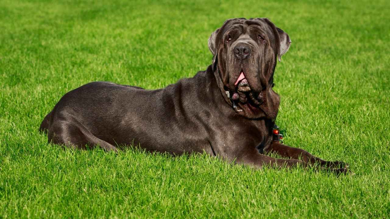 Neapolitan Mastiff