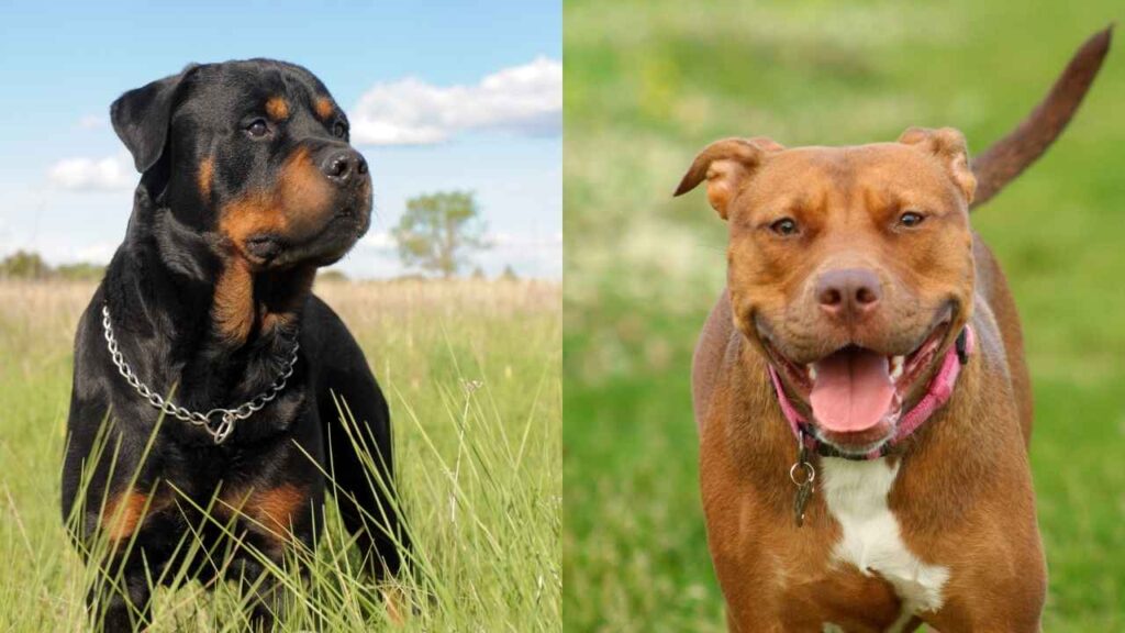 rottweiler traits