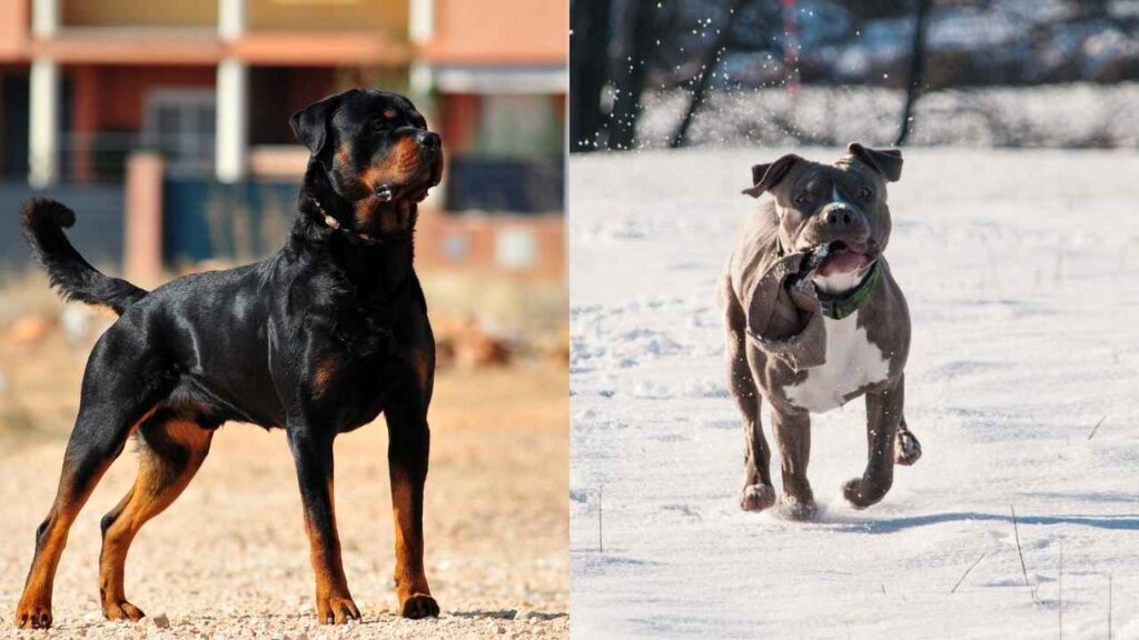 size comparison rottweiler vs pitbull