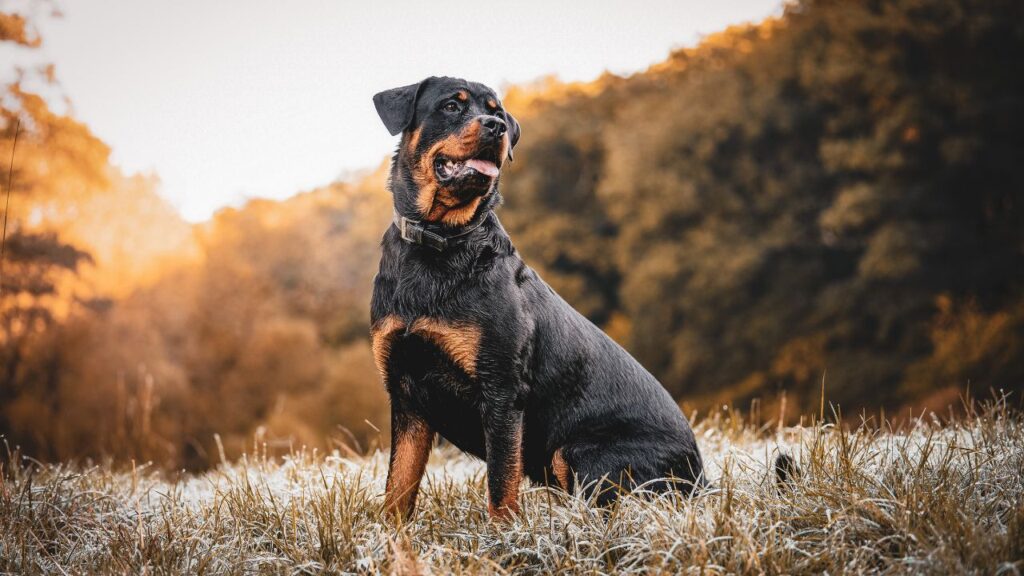 Rottweiler’s Double Coat