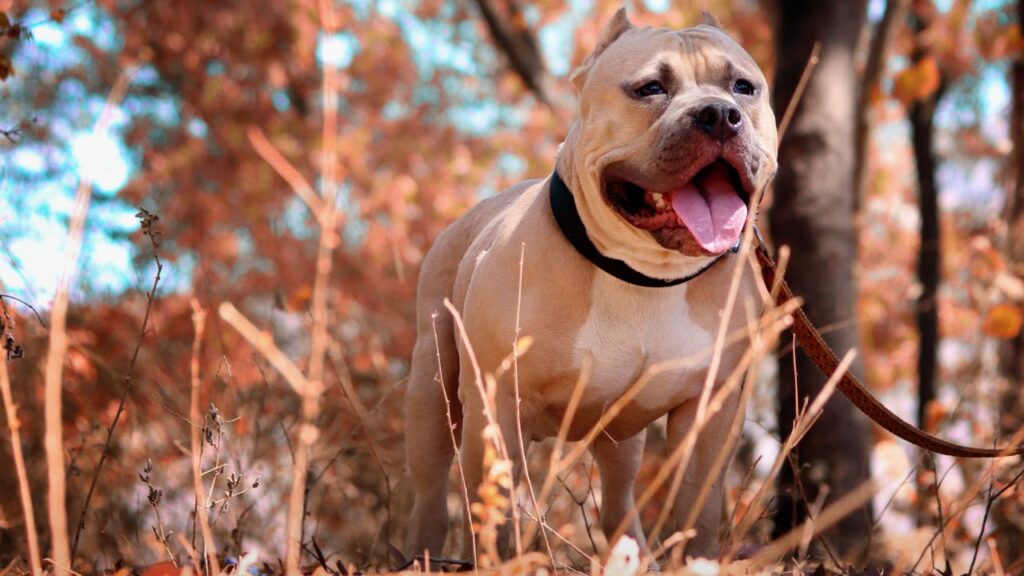 Pitbull’s Single Coat