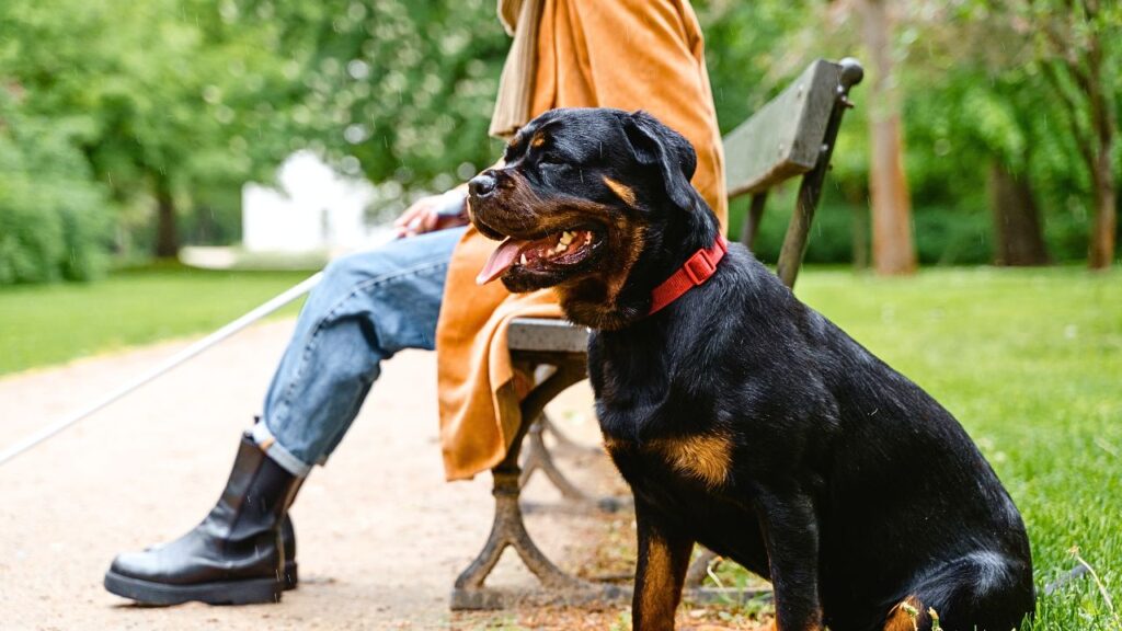 Rottweilers’ Loyalty