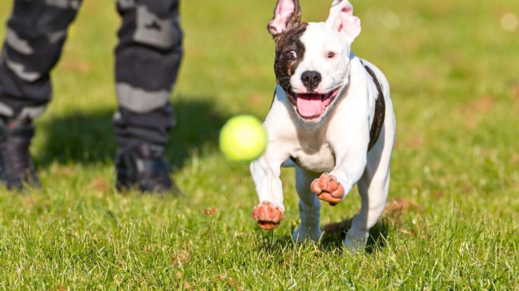 Pitbulls’ Playfulness