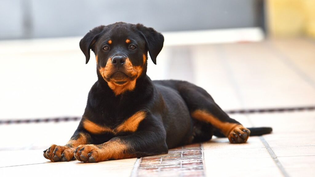 Rottweilers’ Calm Confidence