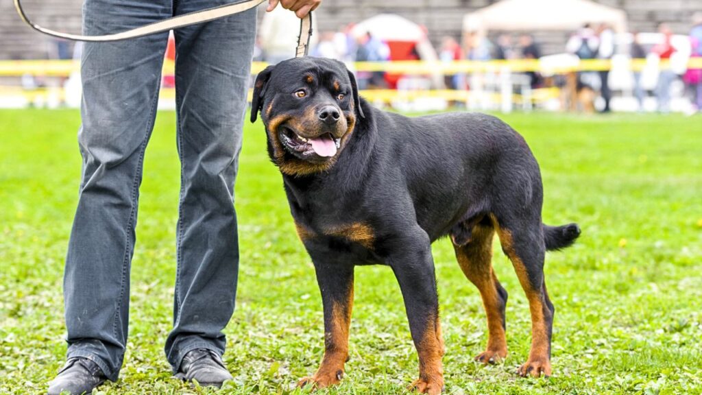 Rottweiler's Protective Nature