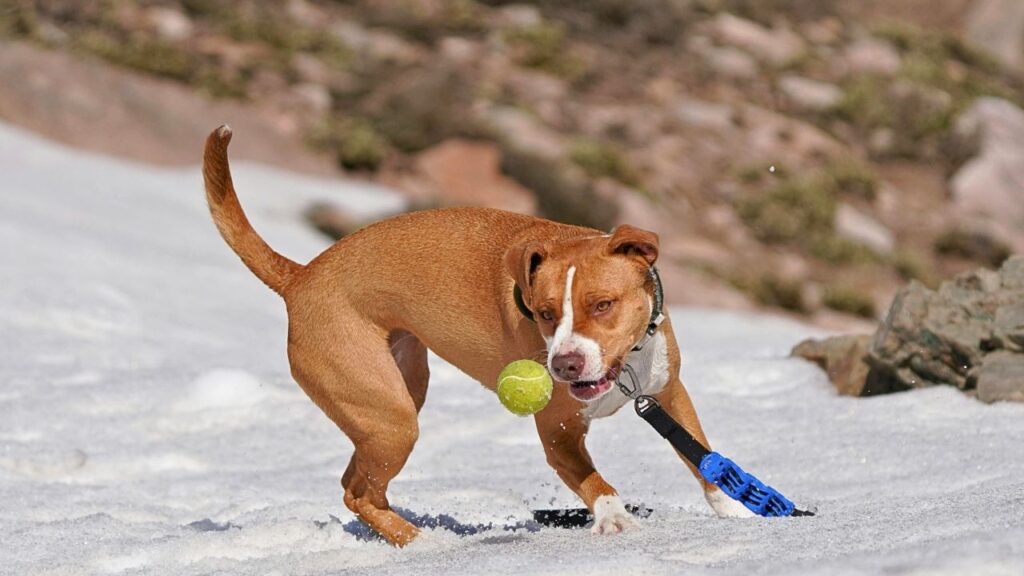 playful dog