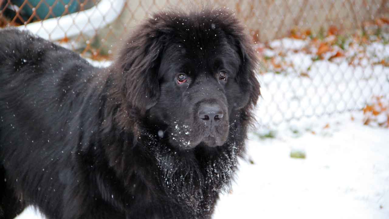 Newfoundland