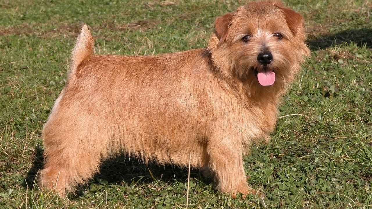 Norfolk Terrier