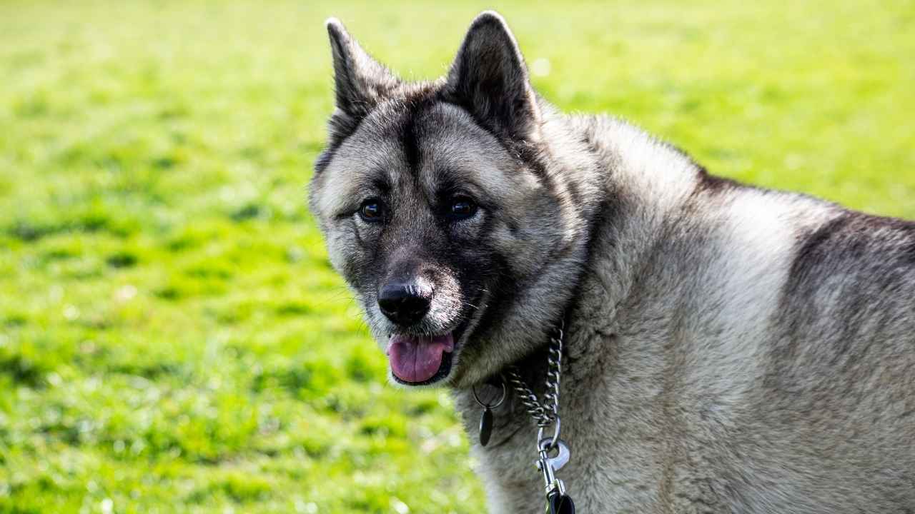 Norwegian Elkhound