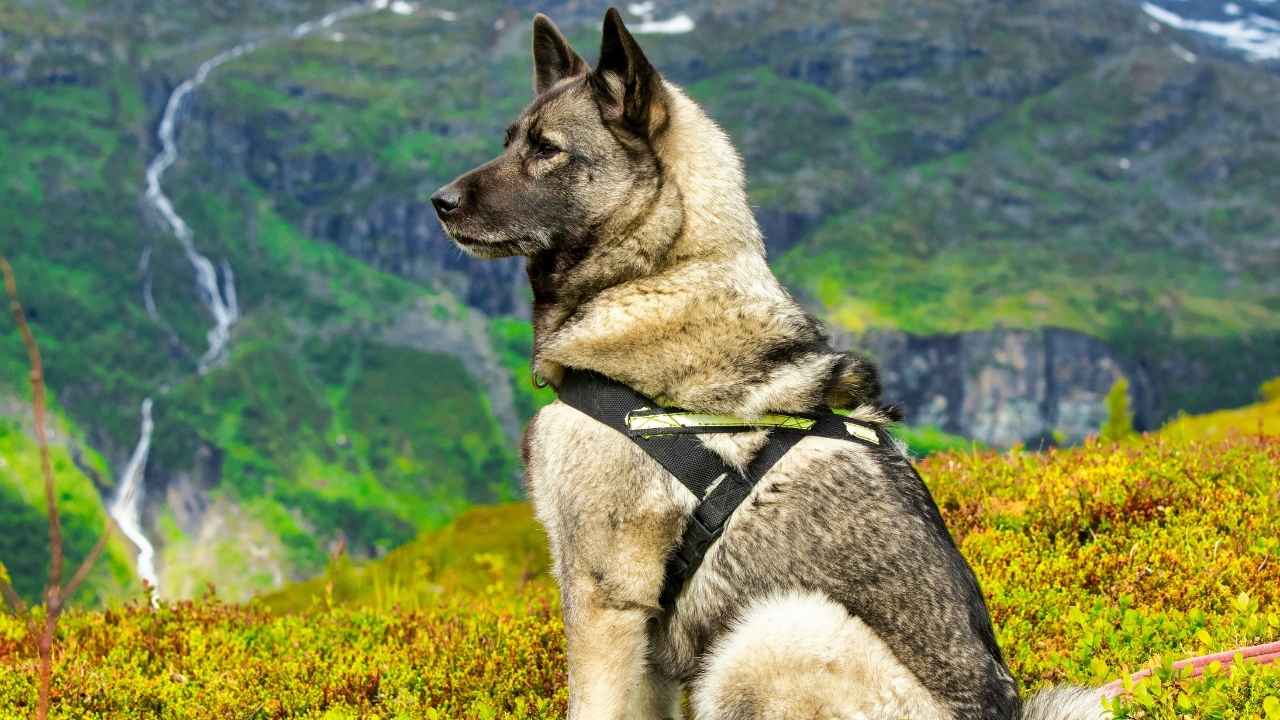 Norwegian Elkhound