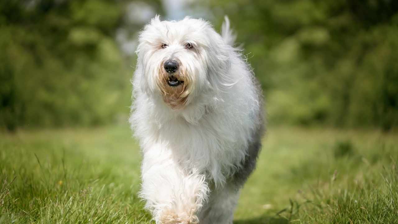 Old English Sheepdog