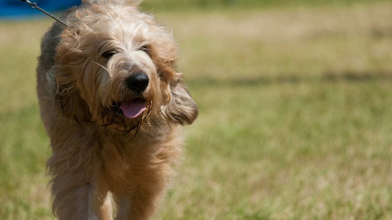 Otterhound