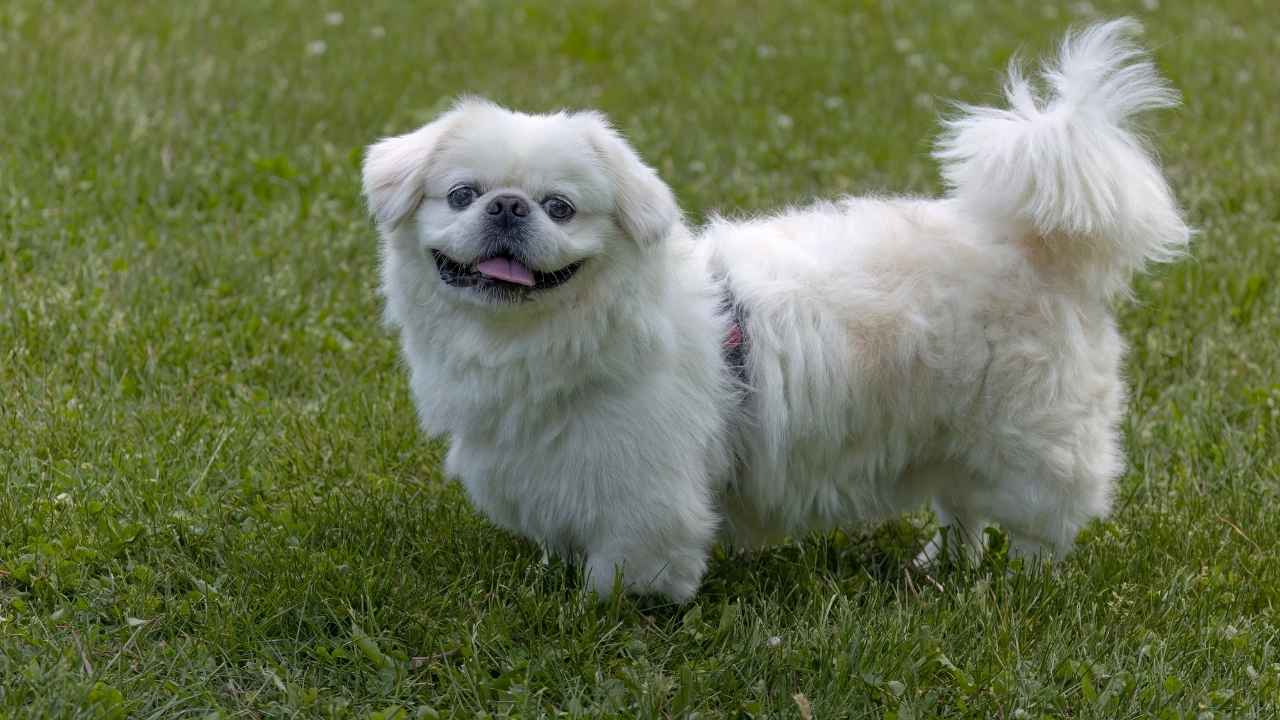 Pekingese