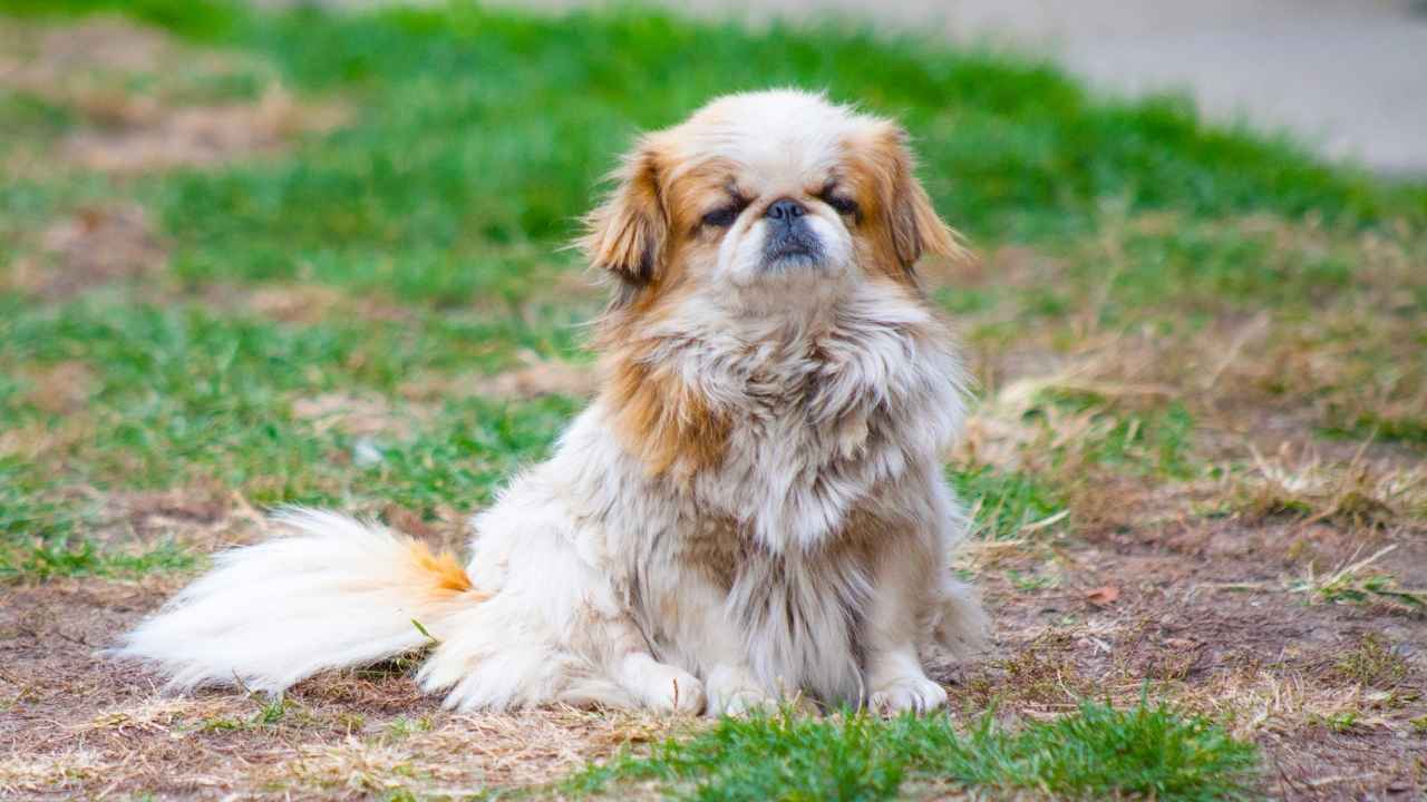 Pekingese