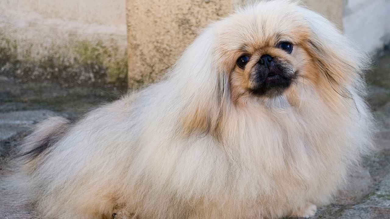 Pekingese