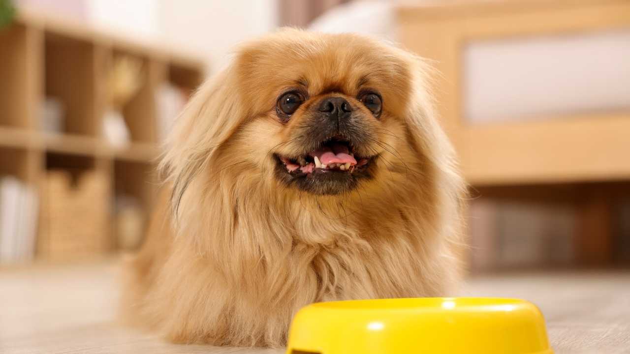 Pekingese