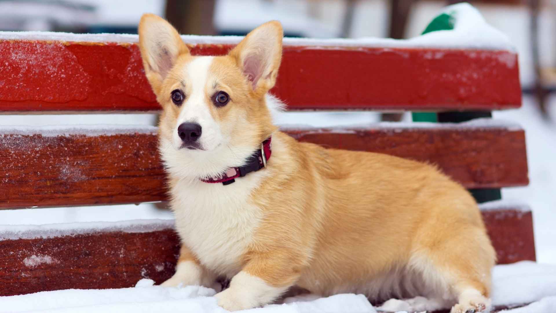 Pembroke Welsh Corgi