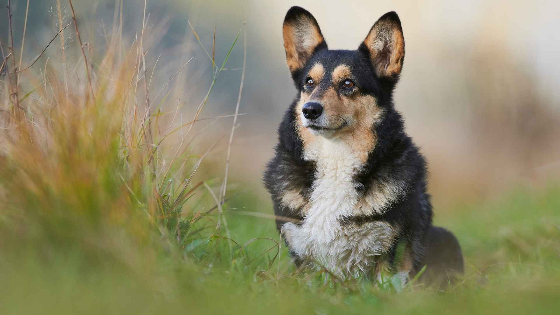 Pembroke Welsh Corgi