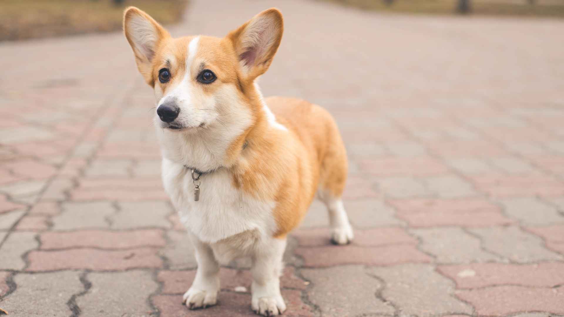 Pembroke Welsh Corgi