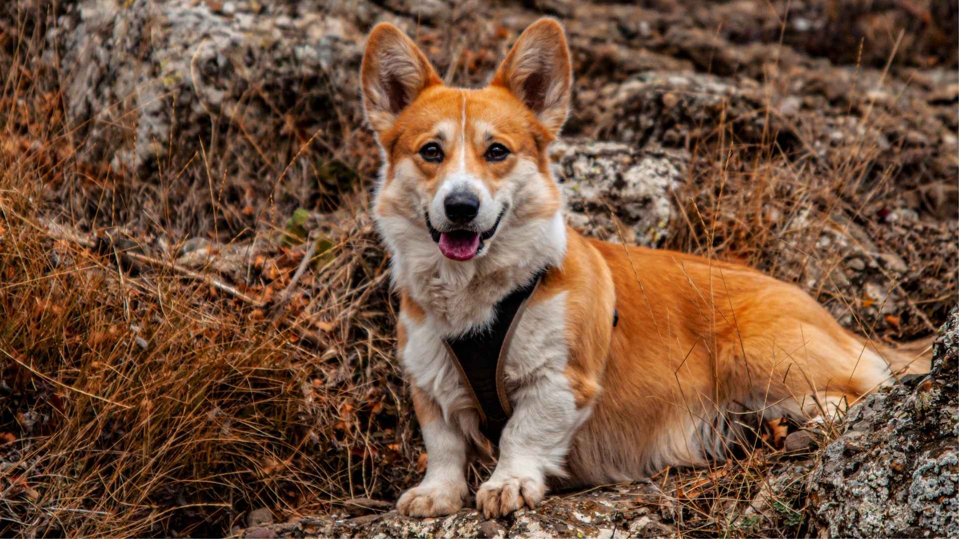 Pembroke Welsh Corgi