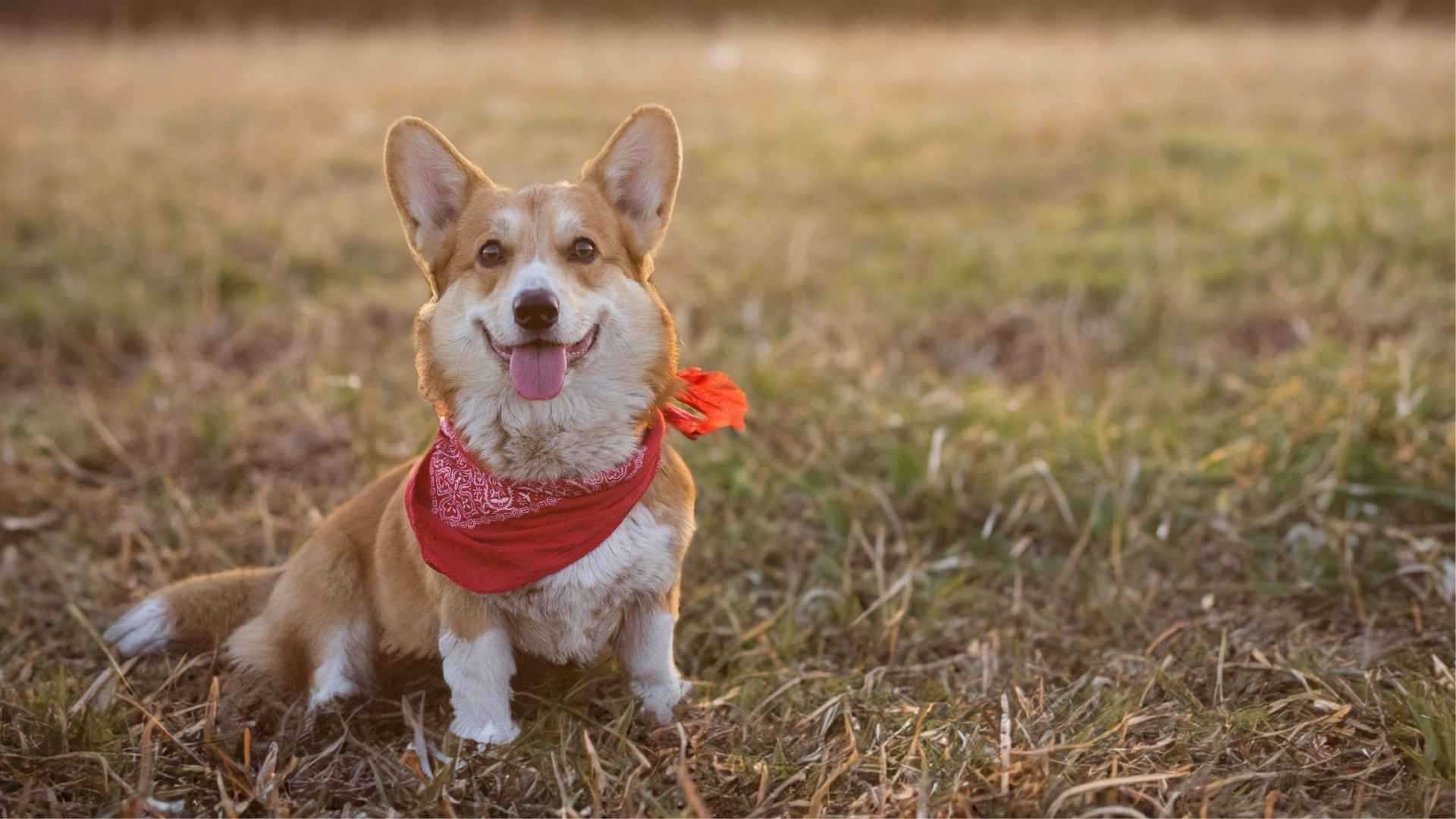 Pembroke Welsh Corgi