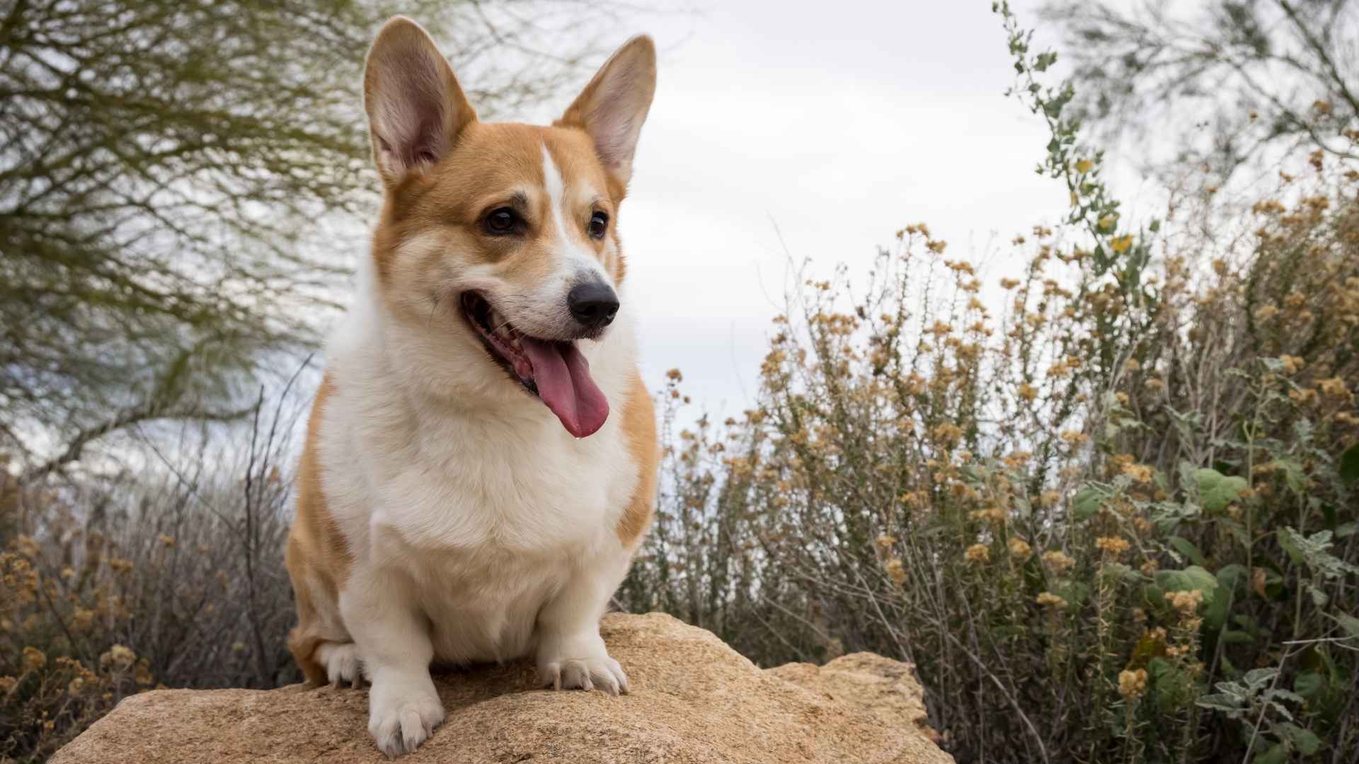 Pembroke Welsh Corgi