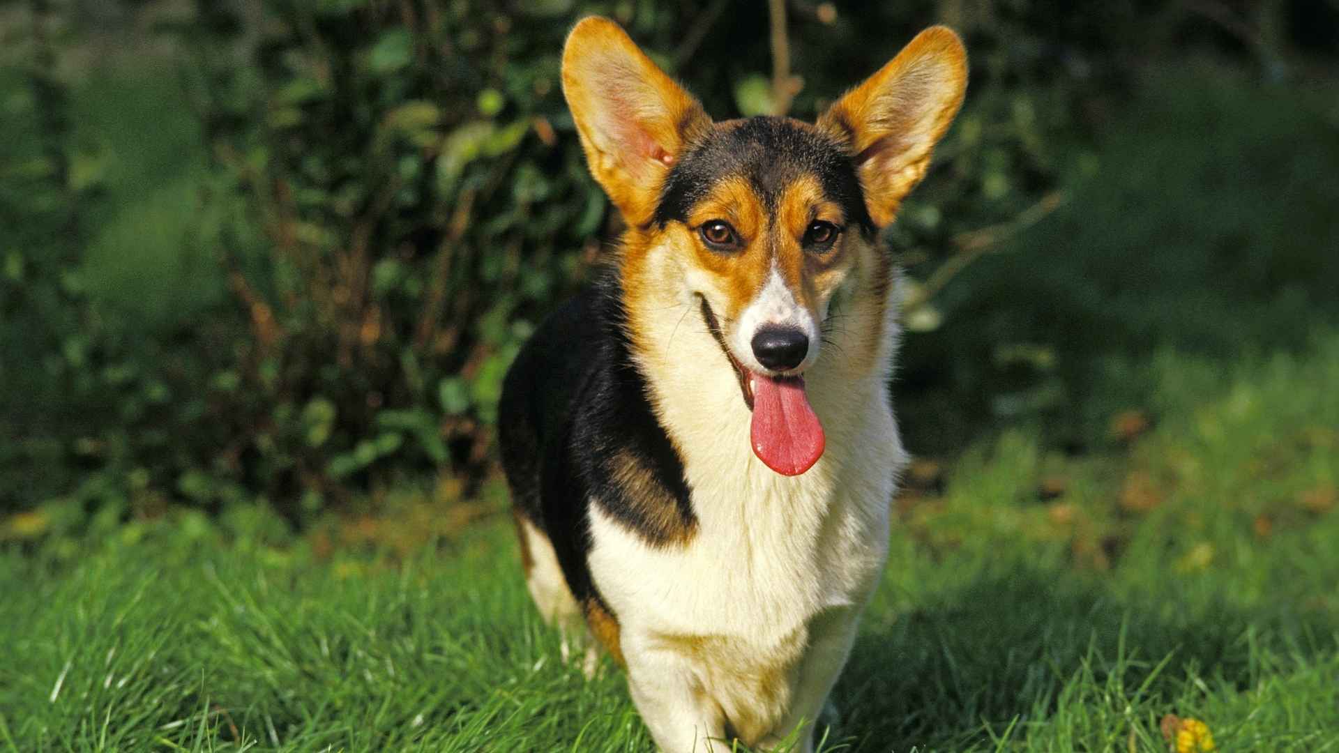 Pembroke Welsh Corgi