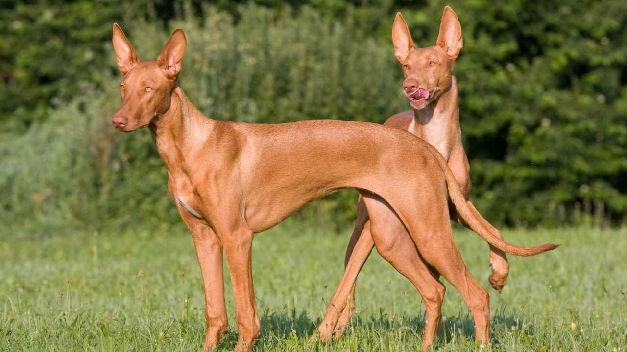 Pharaoh Hound