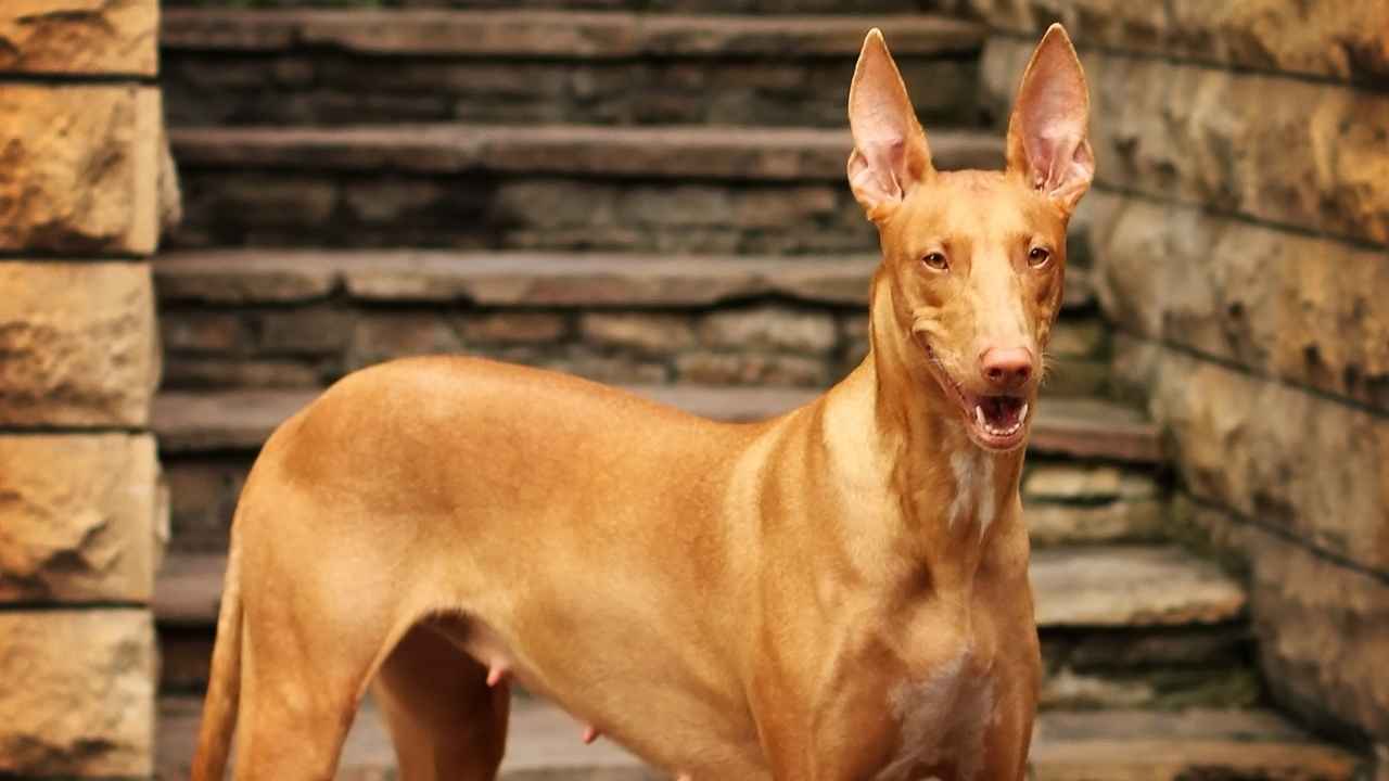 Pharaoh Hound