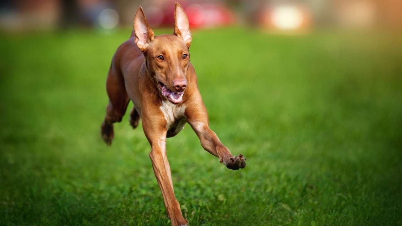 Pharaoh Hound