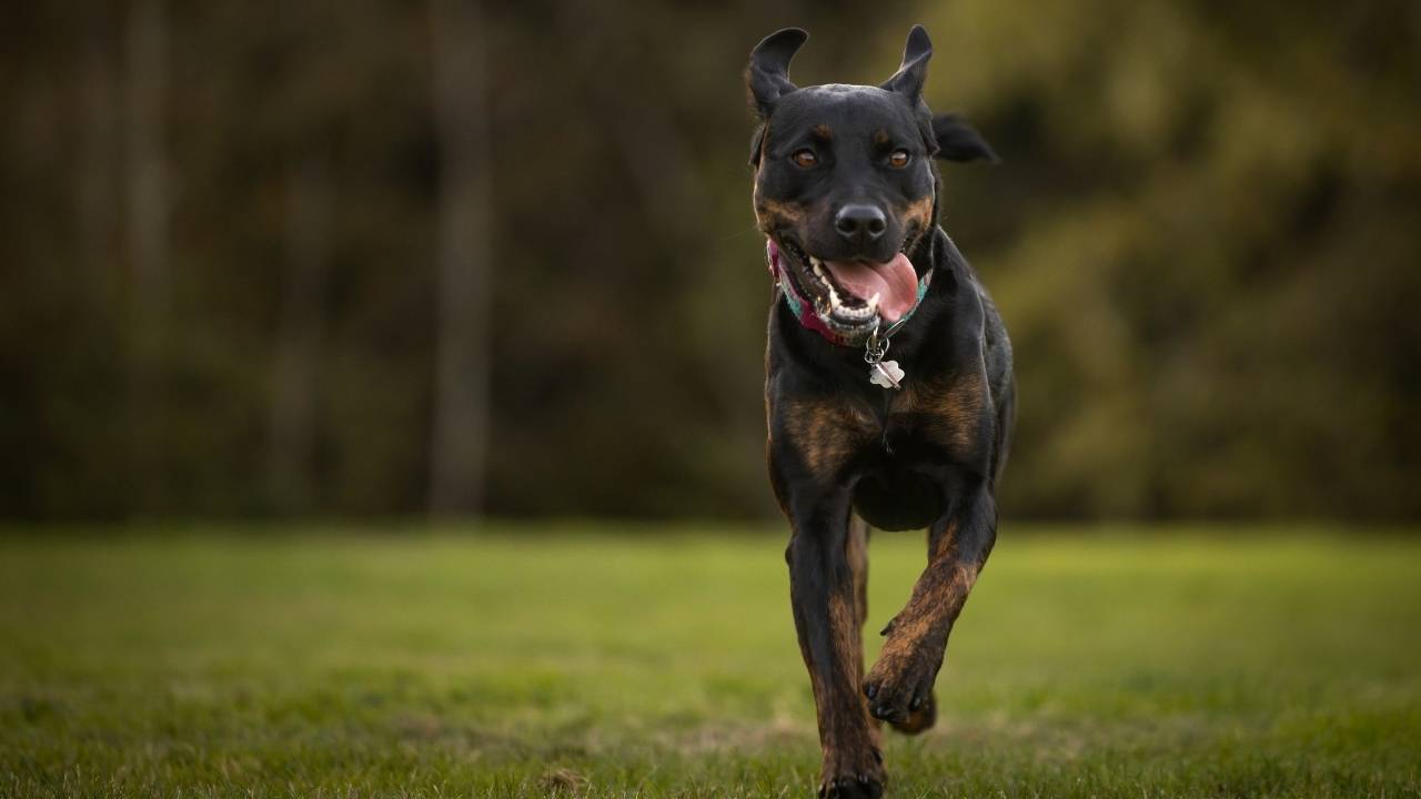 Polish Hunting Dog