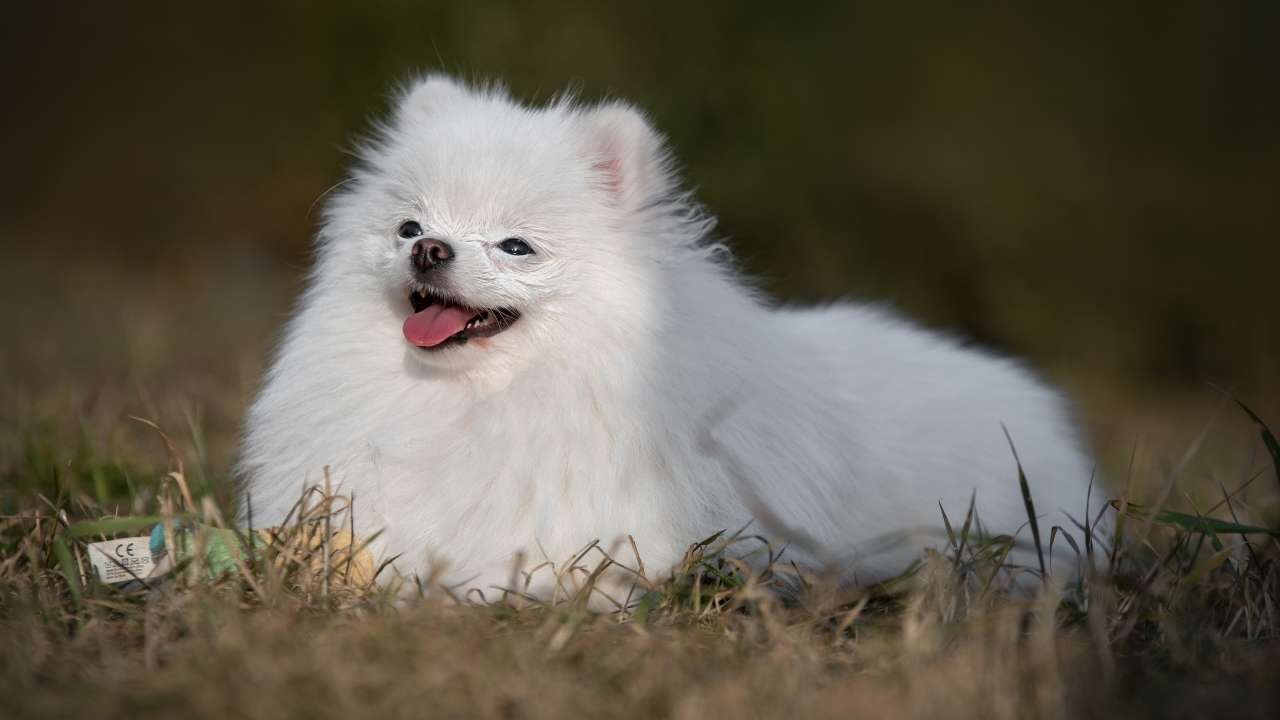 Pomeranian